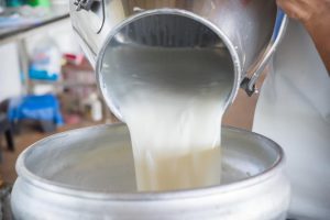 Raw milk being poured into large steel barrel.